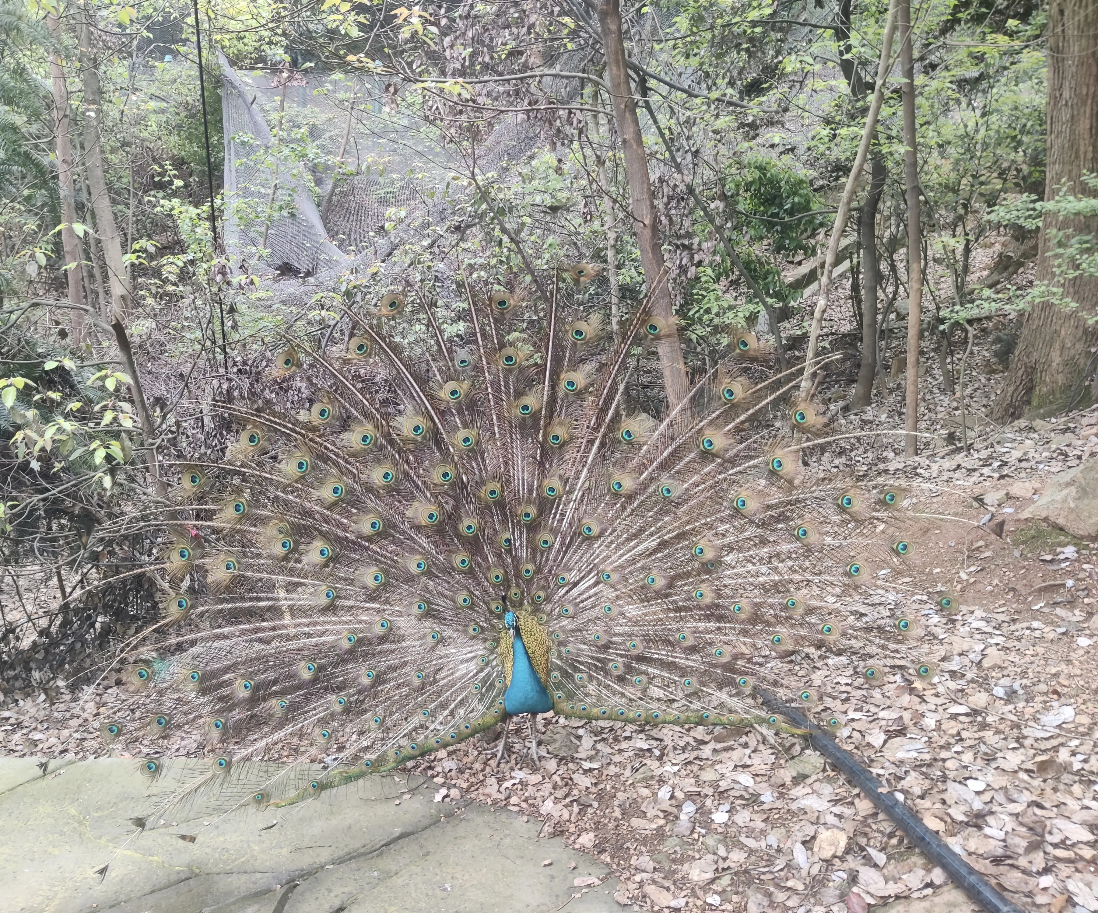IMG_20240411_175136.webp